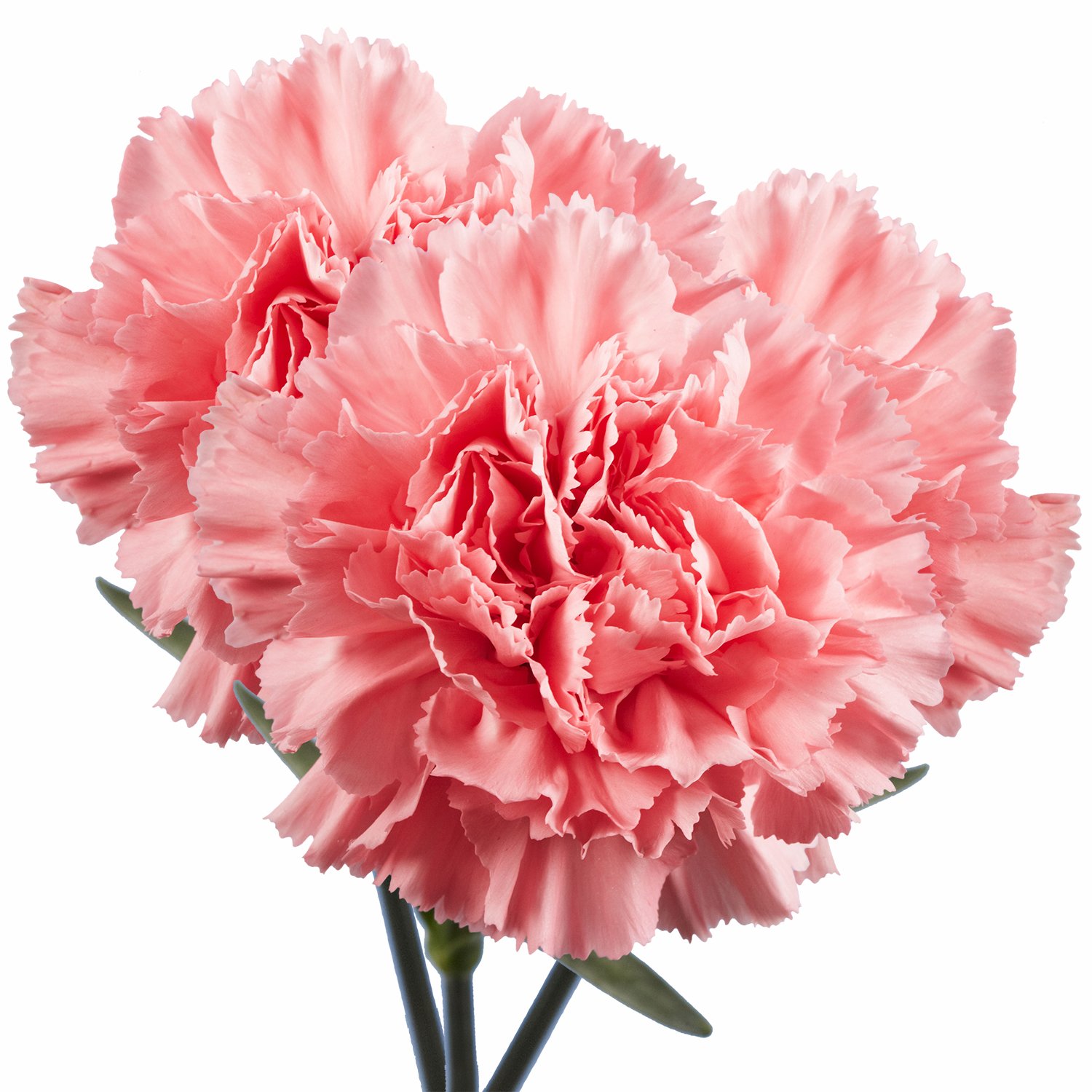 Fresh Flowers- Pink Carnations - 100 Fresh Cut Stems (OM)