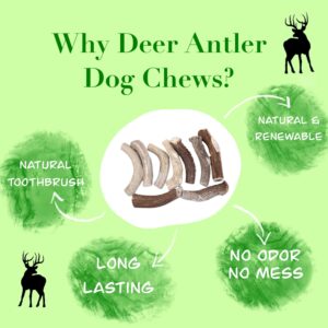 Deer Valley Chews Premium Deer Antler for Dogs - Medium 5-7 Inches Long, 3 Pack - All Natural Dental Treat for Teething and Chewing - Premium Grade, Naturally Shed