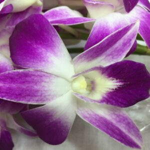 Premium Cut Purple Orchids (20 stems with Vase) (Support Small Business)