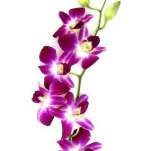 Premium Cut Purple Orchids (20 stems with Vase) (Support Small Business)