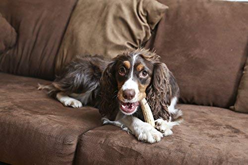 Pet Parents Gnawtlers® - Premium, Naturally Shed, All Natural Elk Antler Dog Chew, Specially Selected from The Heartland Regions (Medium)