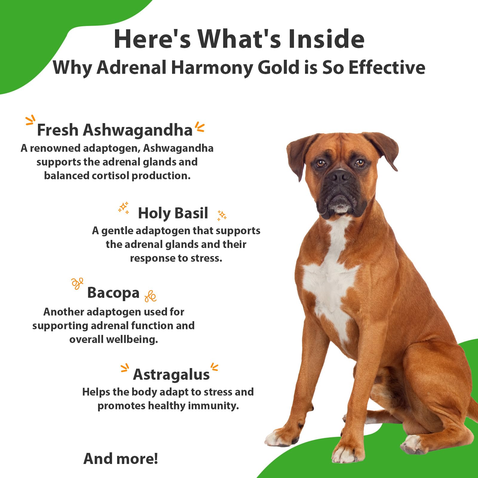 Pet Wellbeing Adrenal Harmony Gold - Veterinarian Formulated - Dog Cushing's, Adrenal Health, Cortisol Balance, Antioxidant Support - Natural Herbal Supplement for Dogs 4 fl oz (118 ml)