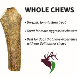 Elkhorn Premium Chews - Medium Whole Twin Pack (for 20-45 lb Dogs and Puppies) Premium Grade Elk Antlers for Dogs (2 Pieces) Sourced in The USA