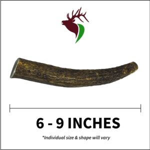 Elkhorn Premium Chews - Medium Whole Twin Pack (for 20-45 lb Dogs and Puppies) Premium Grade Elk Antlers for Dogs (2 Pieces) Sourced in The USA