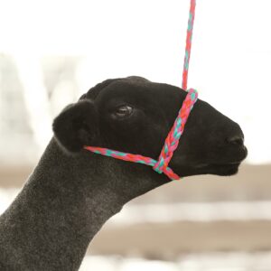 Weaver Livestock Poly Rope Sheep Halter, Modern Style Braid Sheep and Goat Rope Halter, Adjustable Lamb Halter Lead, Livestock Sheep Showing Supplies