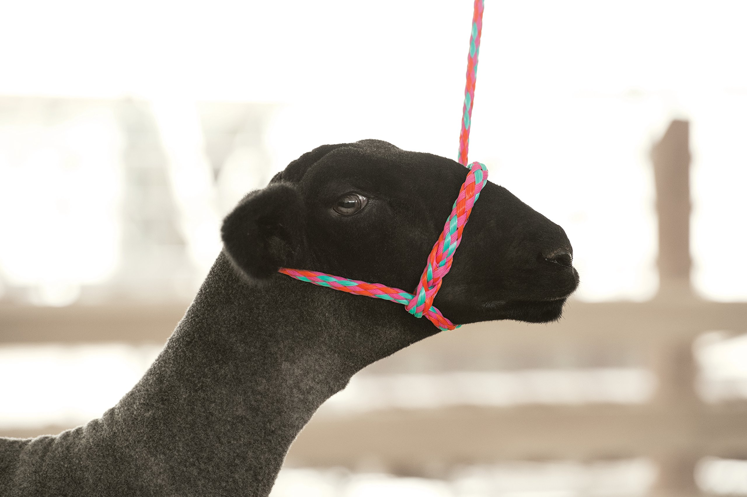 Weaver Livestock Poly Rope Sheep Halter, Modern Style Braid Sheep and Goat Rope Halter, Adjustable Lamb Halter Lead, Livestock Sheep Showing Supplies