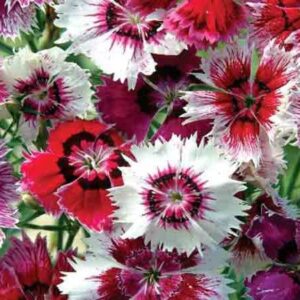 chinese pinks seeds - babydoll mix - packet - pink/red/white flower seeds, heirloom seed, open pollinated seed attracts bees, attracts butterflies, attracts hummingbirds, attracts pollinators, easy