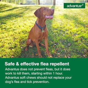 Advantus Dog Advantus Chewable Flea Treatment for Dogs 23 - 110 lbs. | 7 ct.