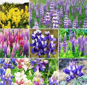 250 seeds - mixed lupines with many colors