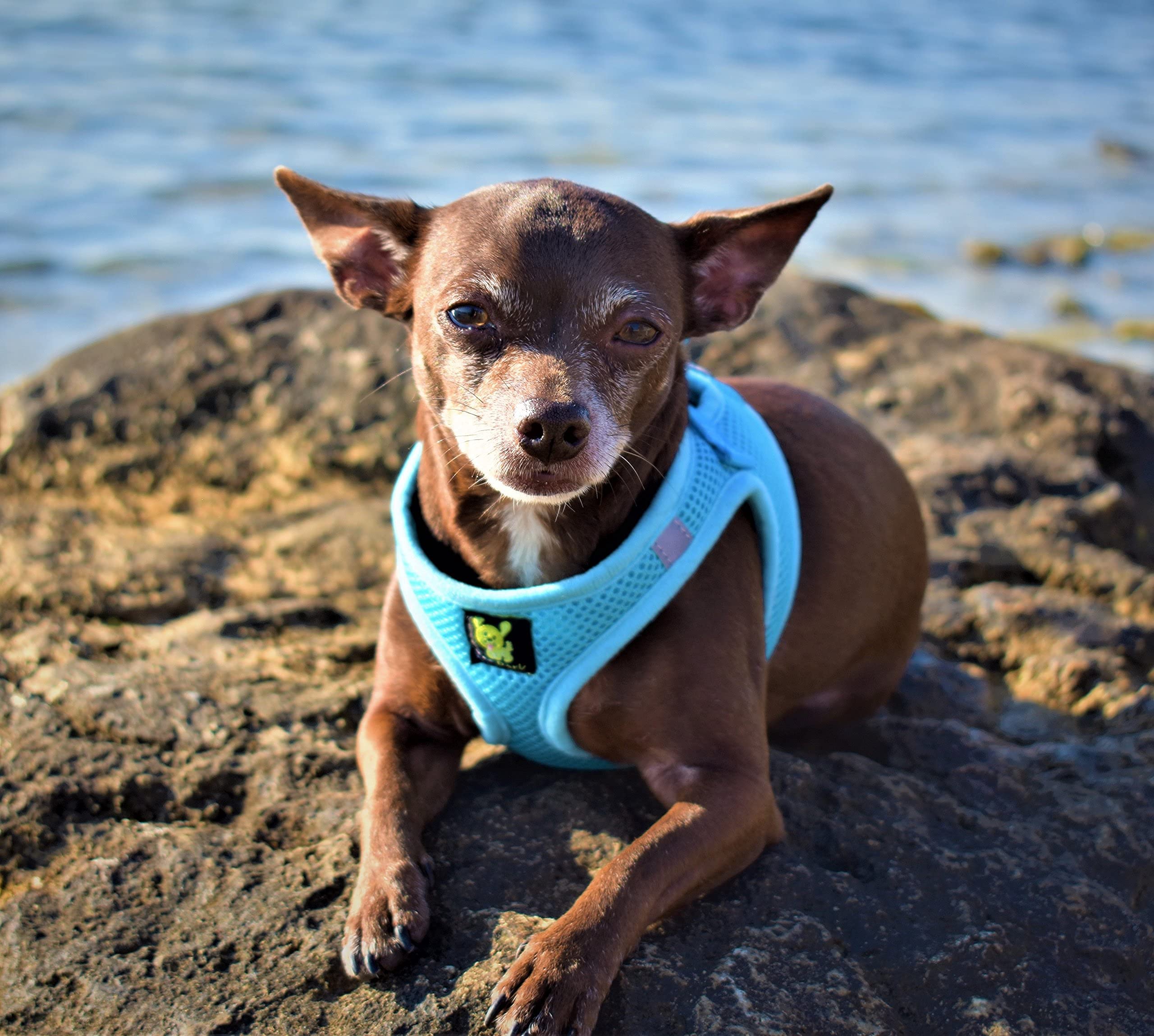 EcoBark Rapid Fastener Super Comfort Fully Adjustable Double Padded Step in Dog Harness (Medium, Sky Blue)