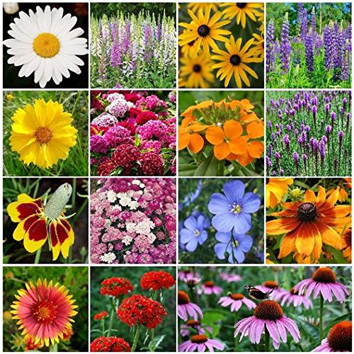 Non GMO Bulk All Perennial Wildflower Seed Mix (1/2 Lb) 188,000 Seeds