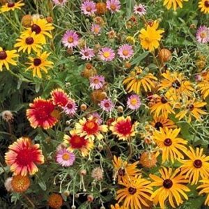 Non GMO Bulk All Perennial Wildflower Seed Mix (1/2 Lb) 188,000 Seeds