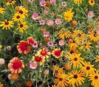 Non GMO Bulk All Perennial Wildflower Seed Mix (1/2 Lb) 188,000 Seeds