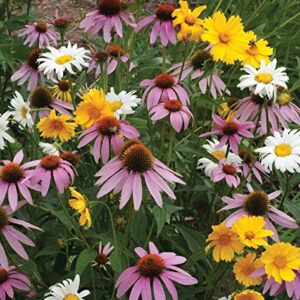 Non GMO Bulk All Perennial Wildflower Seed Mix (1/2 Lb) 188,000 Seeds