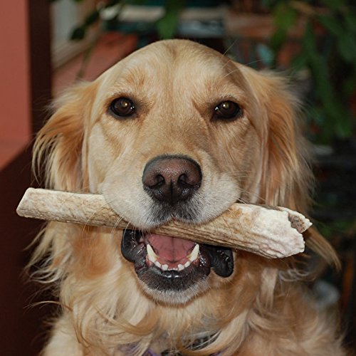 CZ Grain Large Grade A Deer Antlers for Dogs, Naturally Shed Deer Antlers, Organic Deer Antlers, All Natural Deer Antler Chews, Naturally Shed in The USA - Deer Antlers for Dogs (Size: Large)