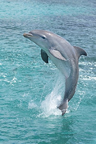 Sterling Silver Intelligent Playful Creature of Marine "Blue Eyes Dolphin" Ring - (Size 4-10)