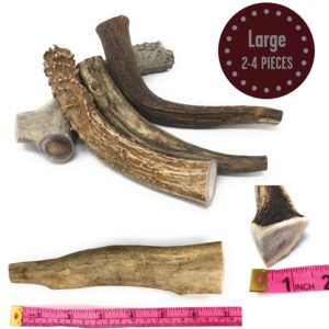 Craving Canine Grade A USA Deer Antlers for Dogs! Odorless, Split-Resistent Horns for Aggressive Chewers! Easy to Digest Antler for Healthy Joints! 1 lb