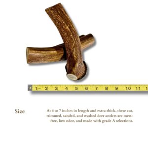 WhiteTail Naturals - Deer Antlers for X-Large Dogs (2 Pack- Jumbo XXL) All Natural Antler Dog Chew - Naturally Shed, Long Lasting Chew Bone for Big Agressive Chewers