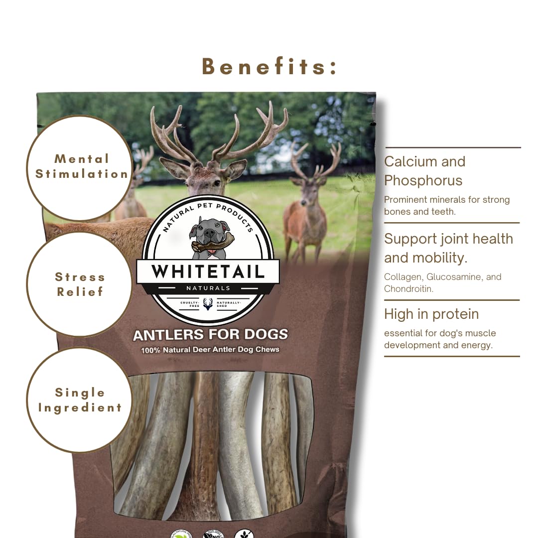 WhiteTail Naturals - Deer Antlers for X-Large Dogs (2 Pack- Jumbo XXL) All Natural Antler Dog Chew - Naturally Shed, Long Lasting Chew Bone for Big Agressive Chewers