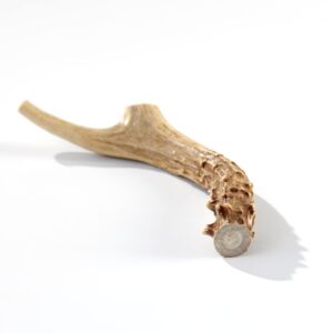 Buck Bone Organics Deer Antler Dog Bones, Premium Grade A - Natural Dog Treat, Made in Montana (Medium)