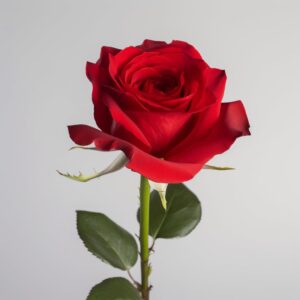 Red Roses- Beautiful Gift- 100 Fresh Flowers