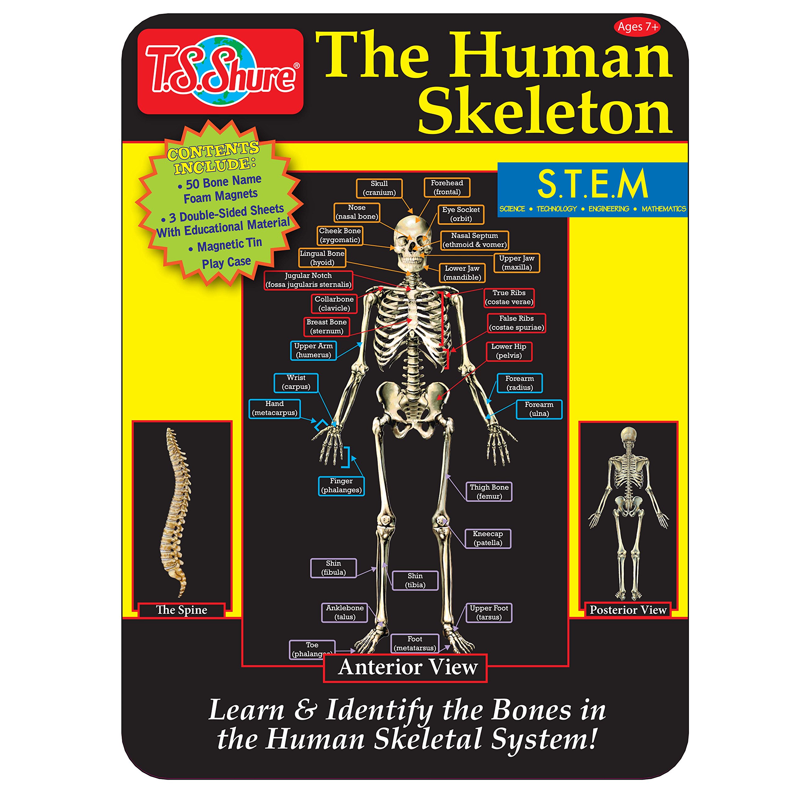 T.S. Shure The Human Skeleton Magnetic Science Tin Stem Activity