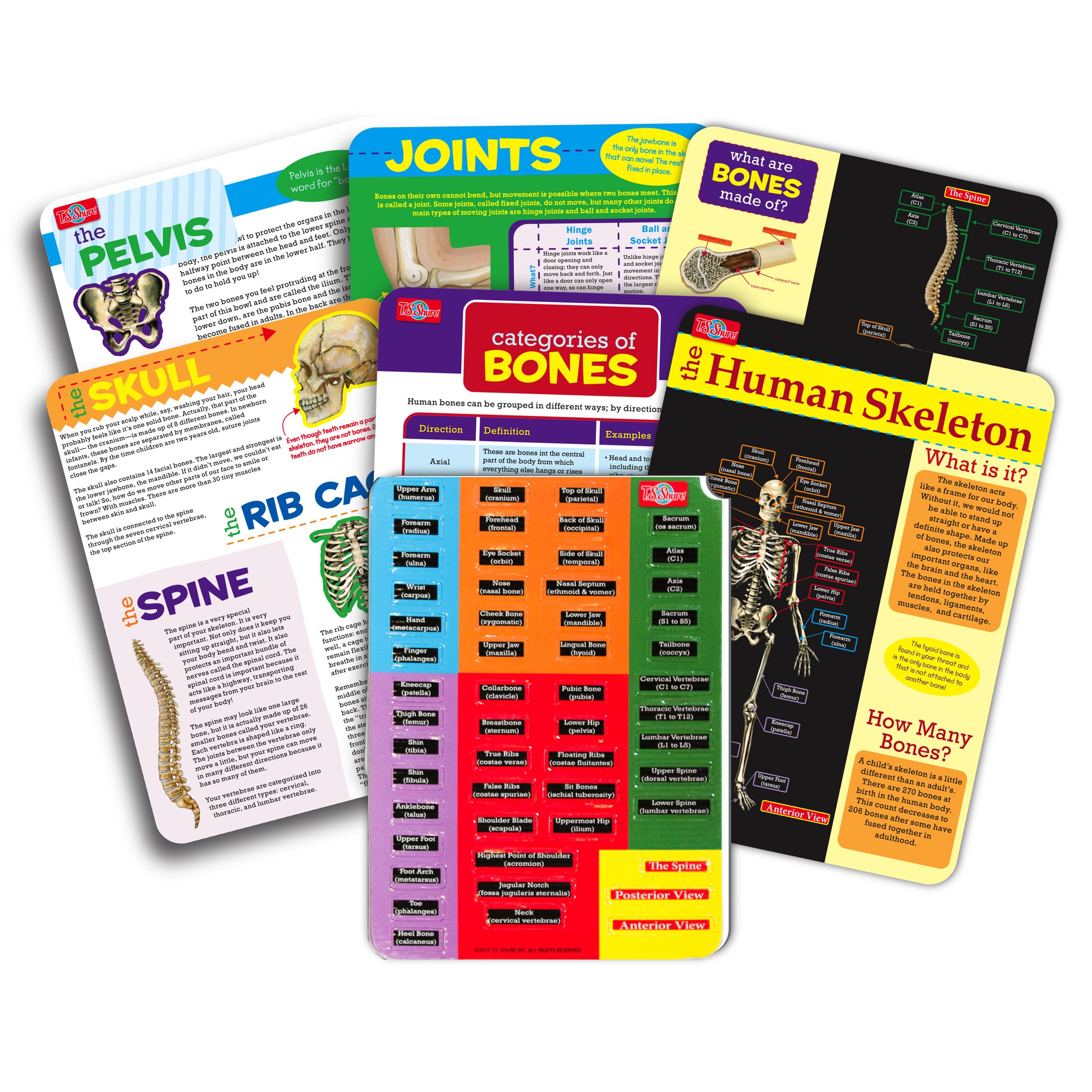 T.S. Shure The Human Skeleton Magnetic Science Tin Stem Activity