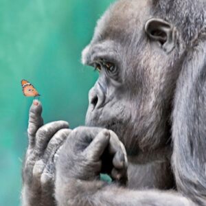 Gorilla Inspecting Butterfly on Finger (36x54 Giclee Gallery Art Print, Vivid Textured Wall Decor)