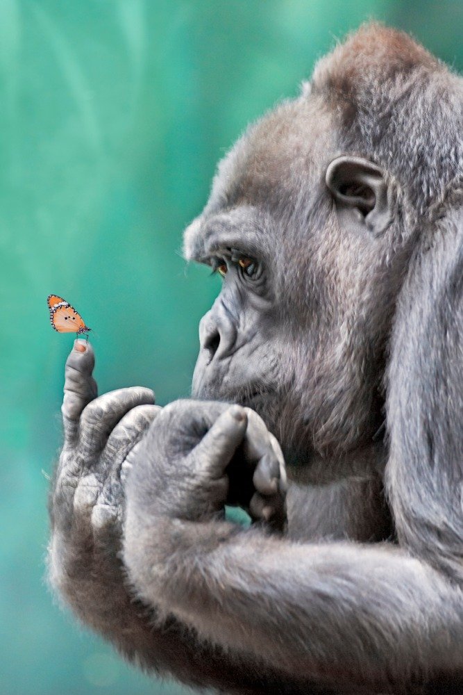 Gorilla Inspecting Butterfly on Finger (36x54 Giclee Gallery Art Print, Vivid Textured Wall Decor)