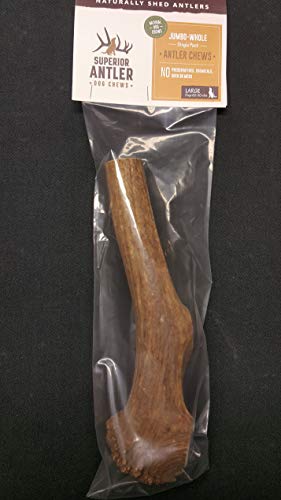 1-GIANT-JUMBO Whole Elk Antler for Dogs –XXXL All Natural premium Grade A. Antler Chew. Naturally Shed, Hand-picked, and made in the USA. NO ODOR, NO MESS. GUARANTEED SATISFACTION. For dogs 60-90+ Lbs