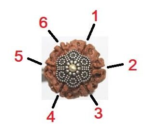 IndianStore4All 6 Mukhi Nepal Rudraksha Penadnt 100% Original Six Face Rudraksha