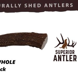 1- Large Antler, Whole, Single Pack –Large, All Natural Premium Grade A. Antler Chew. L=6-10” Naturally Shed, and Made in The USA. NO Odor, NO Mess. GUARENTEED SATISIFACTION. for Dogs 40-80 LBS