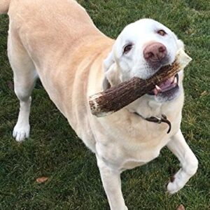 1- Large Split, Single Pack – All Natural Premium Grade A. Antler Chew. L=5-9” Naturally Shed, Hand-Picked, and Made in The USA. NO Odor, NO Mess. Guaranteed Satisfaction. for Dogs 30+ LBS