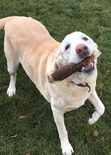 1-X Large Antler, Split, Single Pack - XL All Natural Premium Grade A. Antler Chew. Naturally Shed, Hand-Picked, and Made in The USA. NO Odor, NO Mess. Guaranteed Satisfaction. for Dogs 45+LBSL