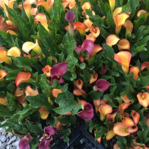 Hybrid Calla Lilies Mixed Value Pack - 5 Bulbs/pkg - Bright Colors Red, Orange, Yellow, Pink