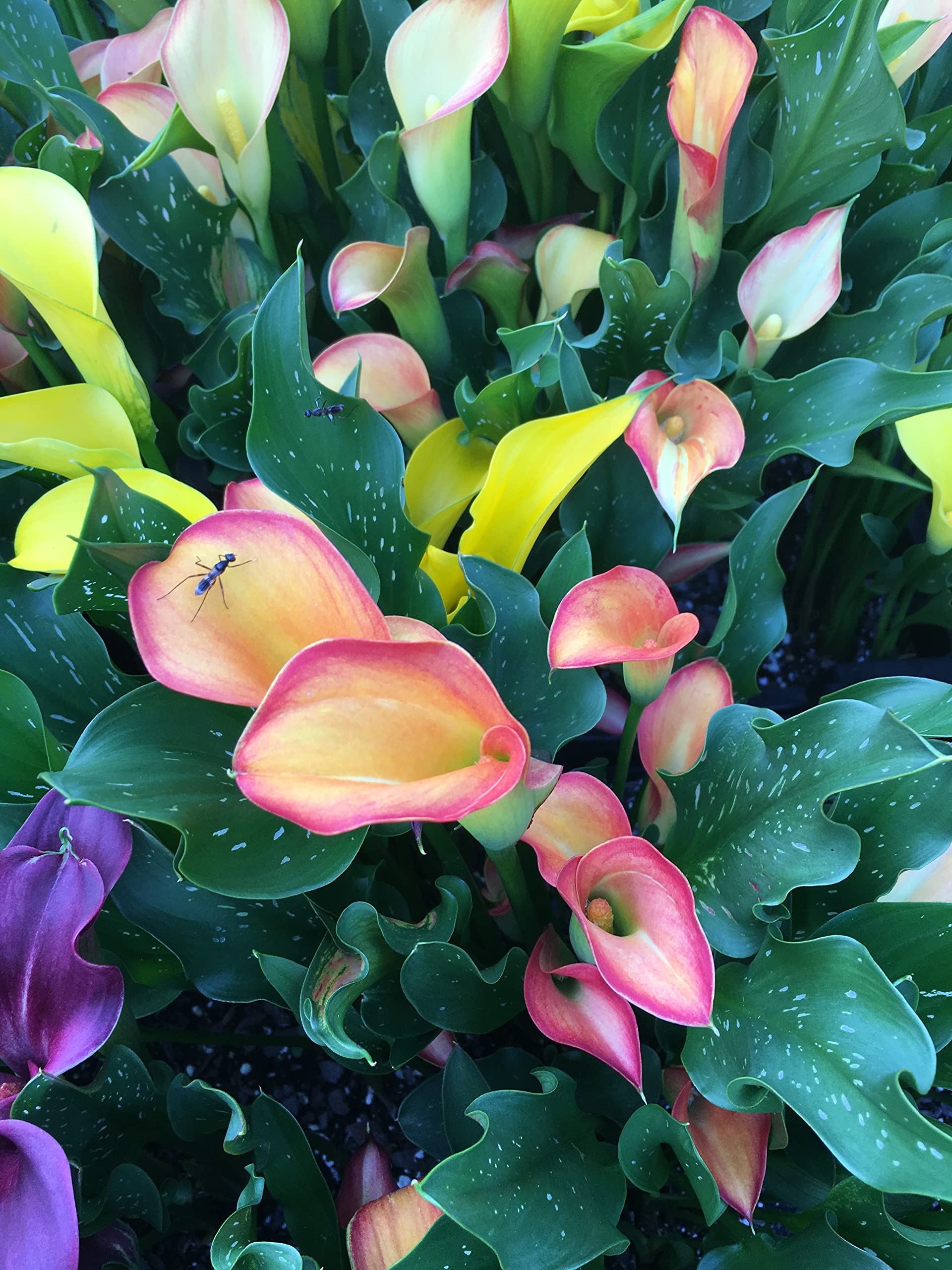 Hybrid Calla Lilies Mixed Value Pack - 5 Bulbs/pkg - Bright Colors Red, Orange, Yellow, Pink