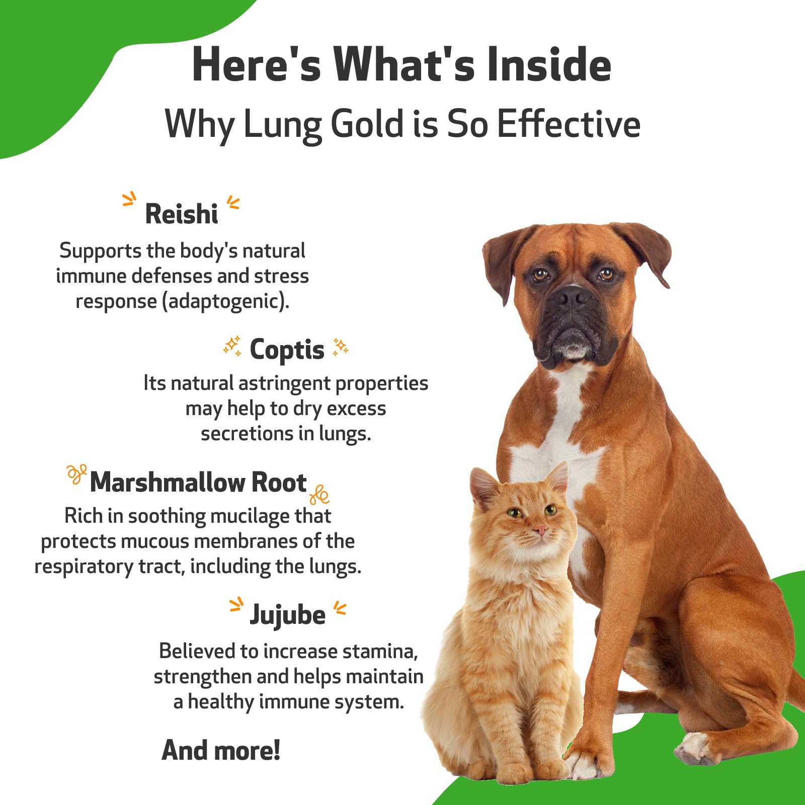 Pet Wellbeing Lung Gold for Dogs & Cats - Vet-Formulated - Lung & Respiratory Immune Support, Open Airways, Easy Breathing - Natural Herbal Supplement 4 oz (18 ml)