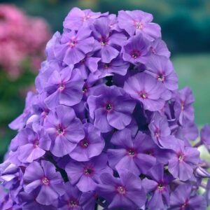 Tall Phlox Mix Value Bag-6 Roots/Plant Starts