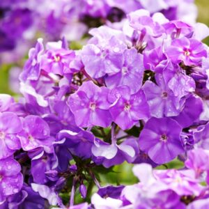 Tall Phlox Mix Value Bag-6 Roots/Plant Starts