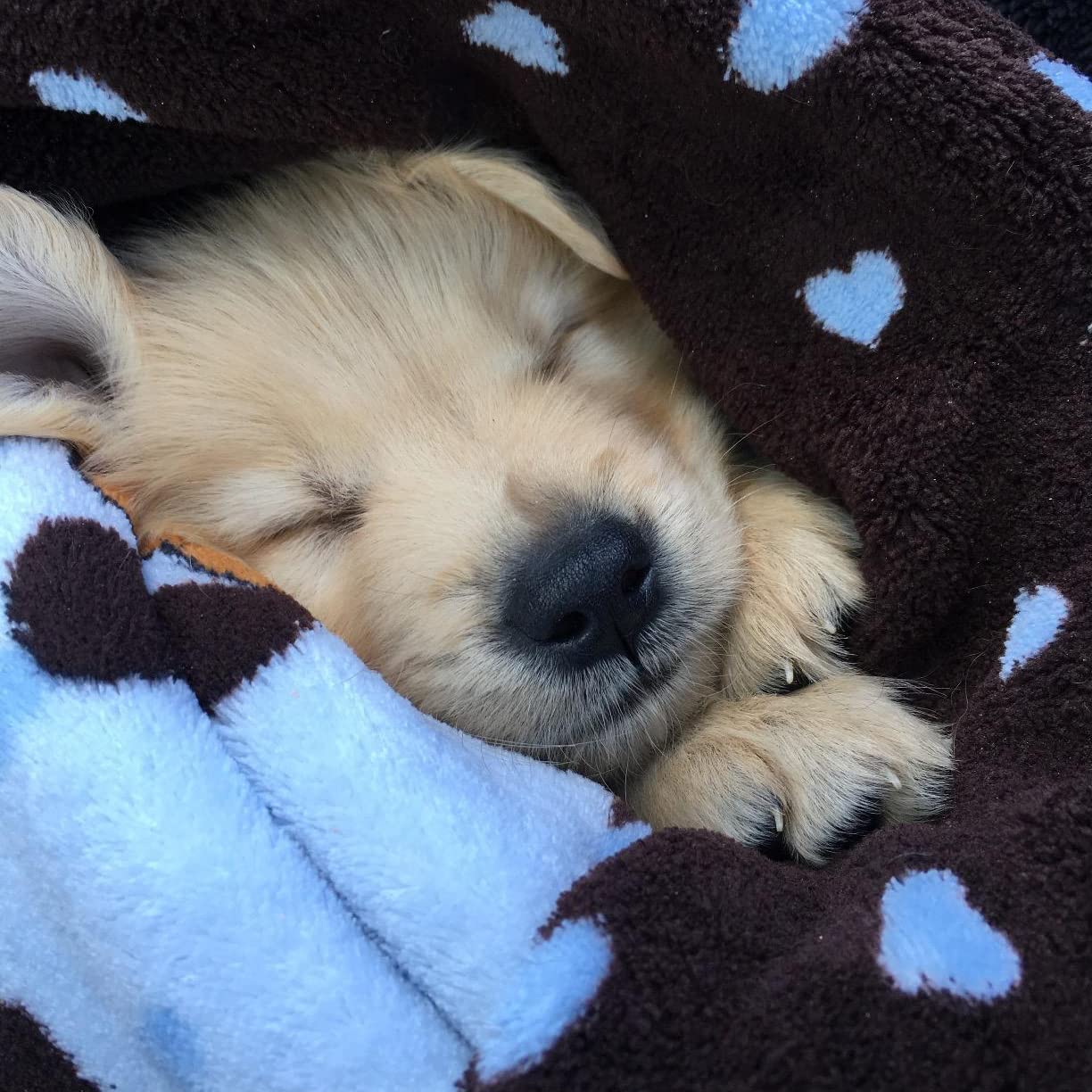 Original Snuggle Puppy Starter Kit with Snuggle Puppy Included. Starter Kit for Anxiety Relief and Calming Aid. Biscuit Coloured Puppy Included and Blue Toy.