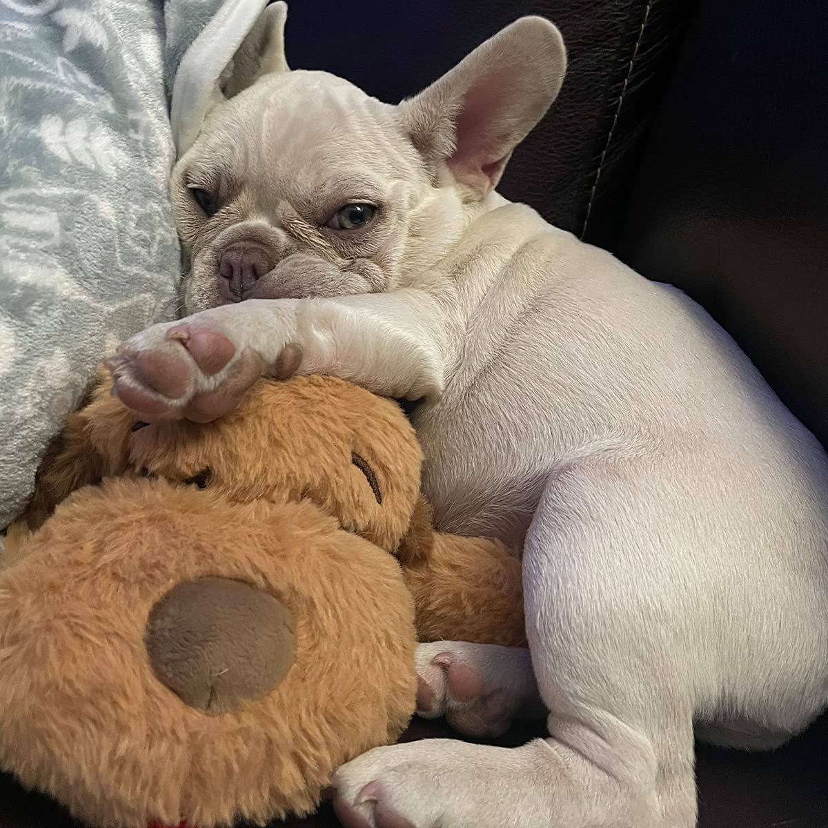 Original Snuggle Puppy Starter Kit with Snuggle Puppy Included. Starter Kit for Anxiety Relief and Calming Aid. Biscuit Coloured Puppy Included and Blue Toy.