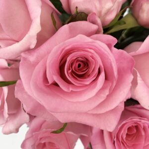 Farm Direct Fresh Pink Roses for Mother's Day | Pink Rose Flower Bouquet of 12 Fresh Roses (Dozen) + Vase Included - Roses for Delivery