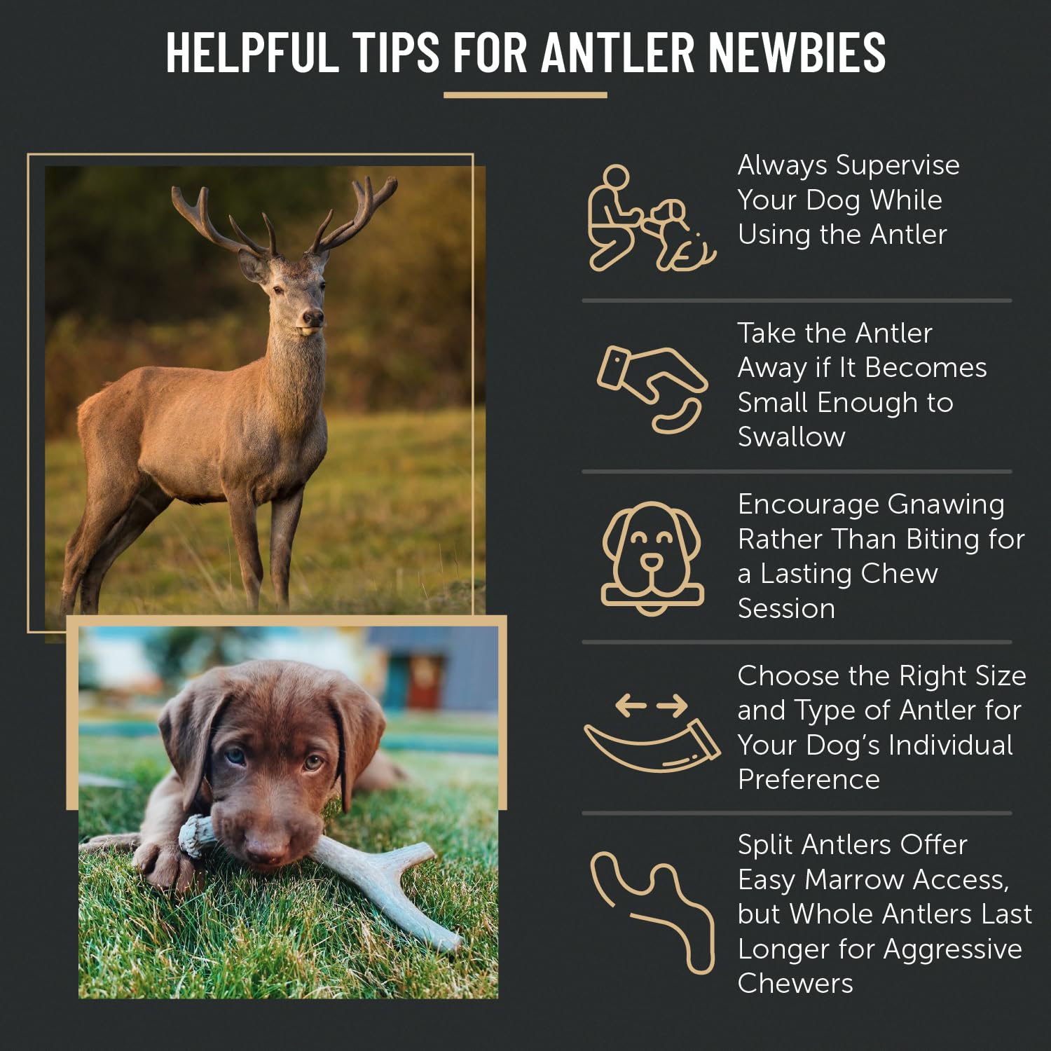 The Antler Box Premium Deer Antler Dog Chews (1 lb Bulk Pack) (Large (3 to 4 Antlers/lb))