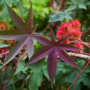 Outsidepride 15 Seeds Annual Ricinus Communis Castor Bean Bright Red Flower Seeds for Planting