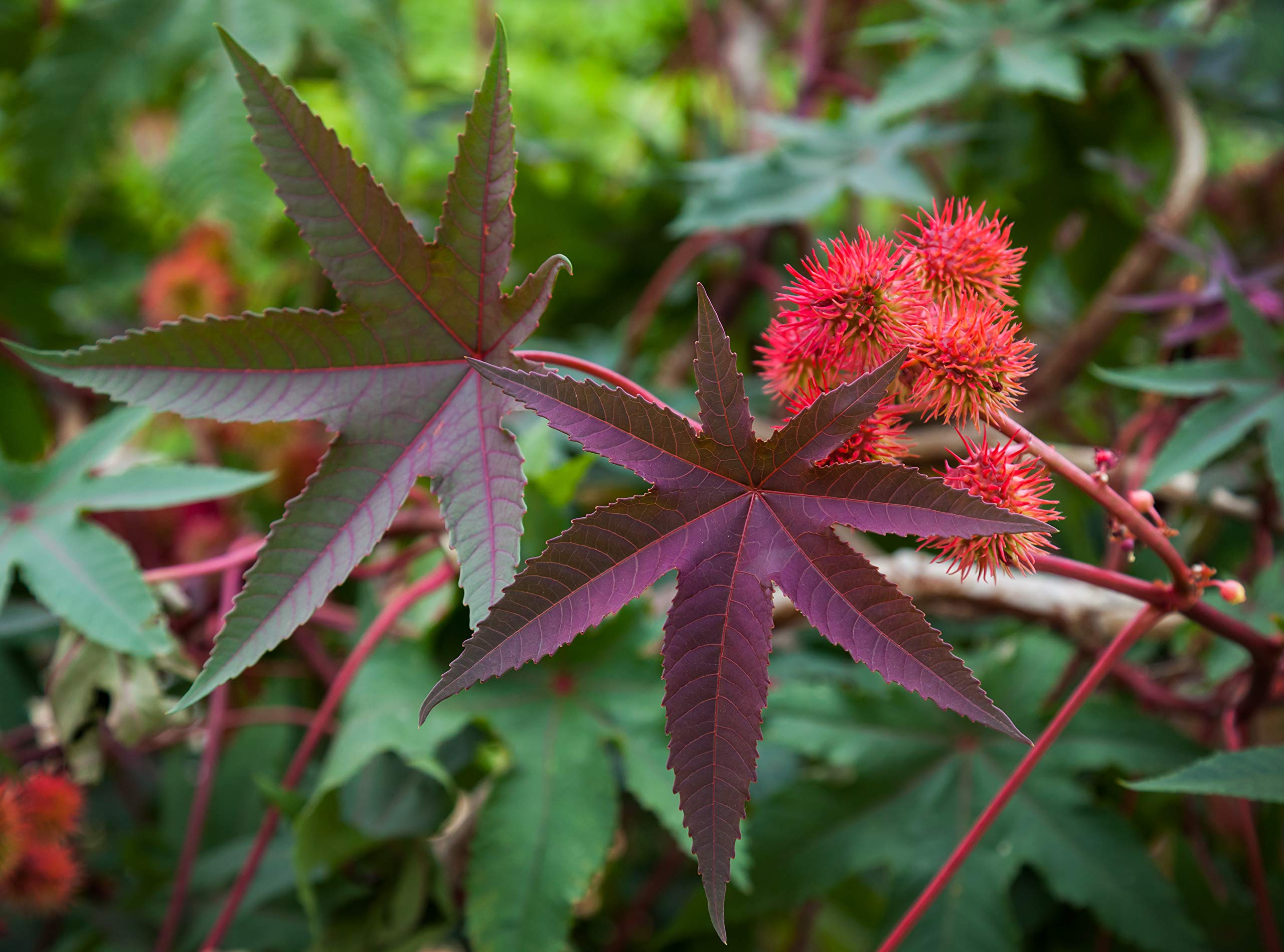 Outsidepride 15 Seeds Annual Ricinus Communis Castor Bean Bright Red Flower Seeds for Planting