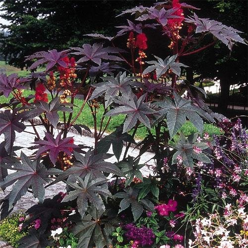 Outsidepride 15 Seeds Annual Ricinus Communis Castor Bean Bright Red Flower Seeds for Planting