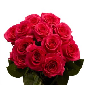 50 Hot Pink Roses- Fresh Cut Flowers - Express Next Day Delivery