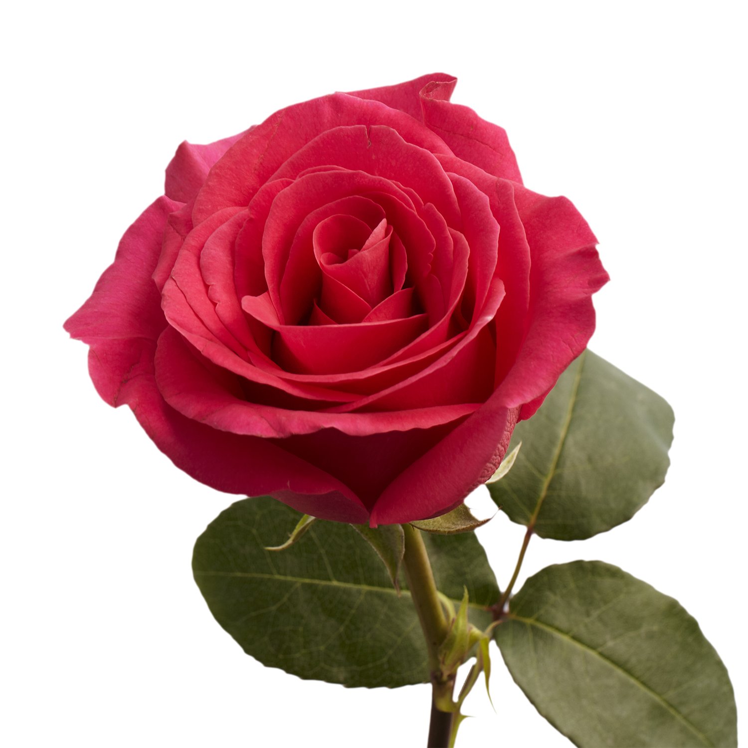 50 Hot Pink Roses- Fresh Cut Flowers - Express Next Day Delivery