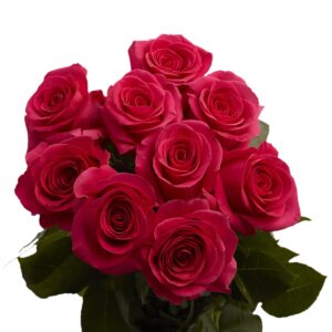 50 Hot Pink Roses- Fresh Cut Flowers - Express Next Day Delivery