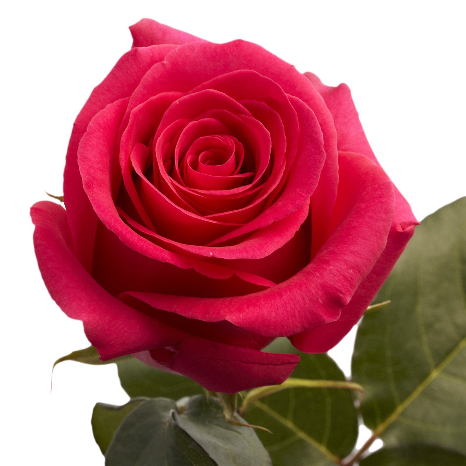 50 Hot Pink Roses- Fresh Cut Flowers - Express Next Day Delivery